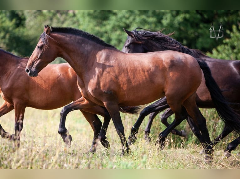 PRE Mare 13 years 16,1 hh Bay-Dark in Courtonne-la-Meurdrac