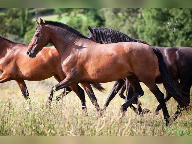 PRE Mare 13 years 16,1 hh Bay-Dark in Courtonne-la-Meurdrac