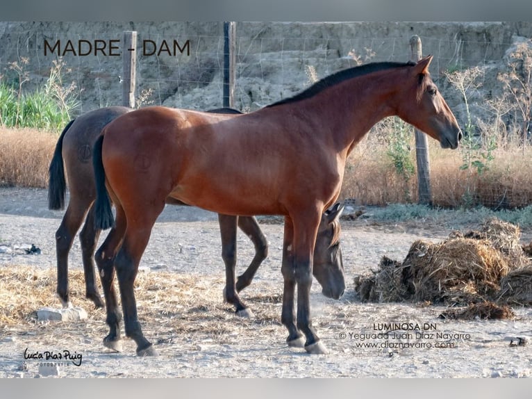 PRE Mare 13 years 16.1 hh Brown in Arjona