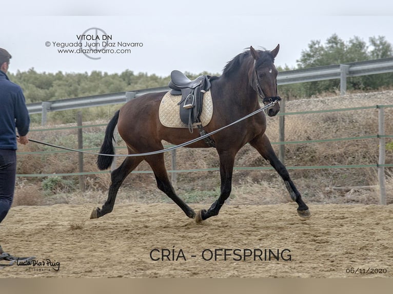 PRE Mare 13 years 16.1 hh Brown in Arjona