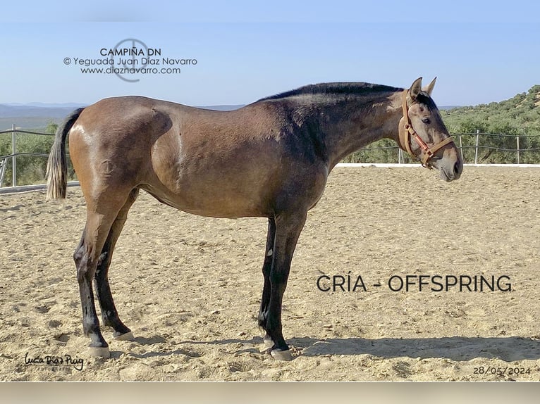 PRE Mare 13 years 16.1 hh Brown in Arjona