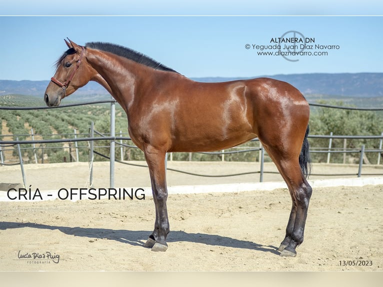 PRE Mare 13 years 16.1 hh Brown in Arjona