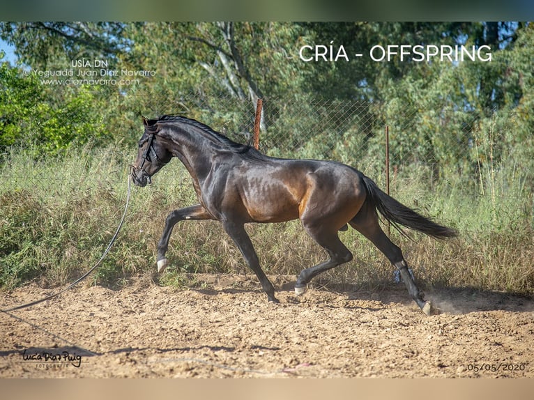 PRE Mare 13 years 16.1 hh Brown in Arjona