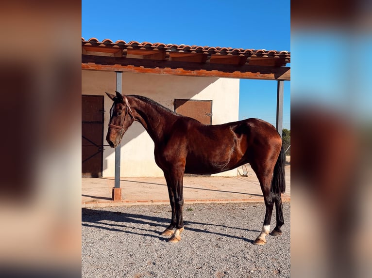 PRE Mix Mare 13 years 16,2 hh Brown in Nules