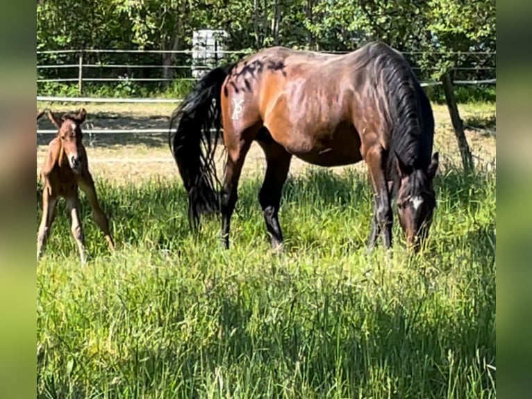 PRE Mare 13 years 16 hh Brown in Neuffen