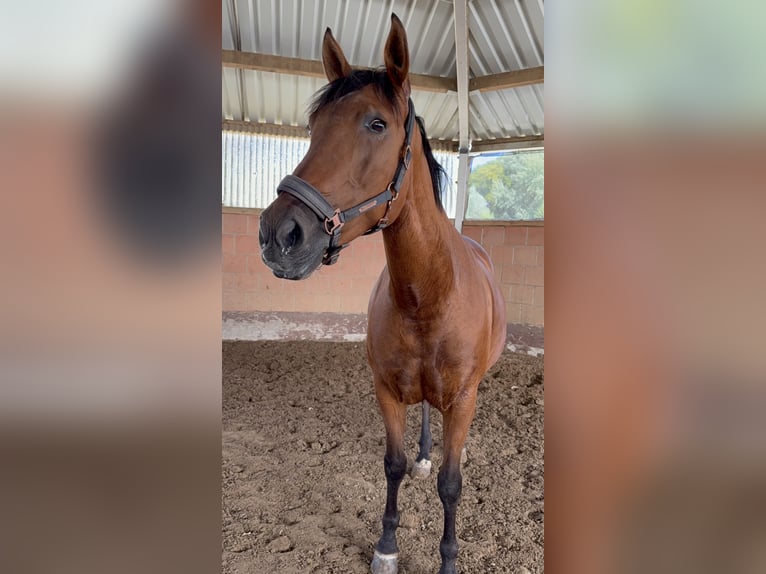 PRE Mare 13 years 16 hh Brown in Castrop-Rauxel