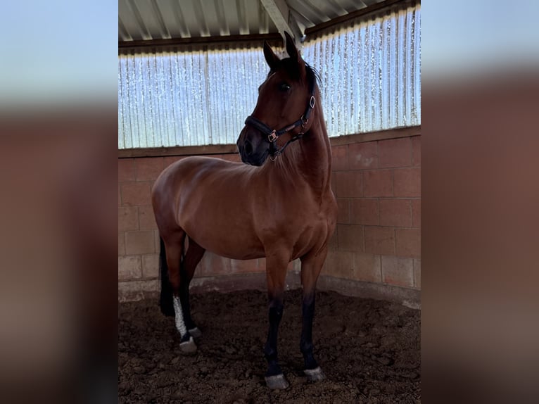 PRE Mare 13 years 16 hh Brown in Castrop-Rauxel