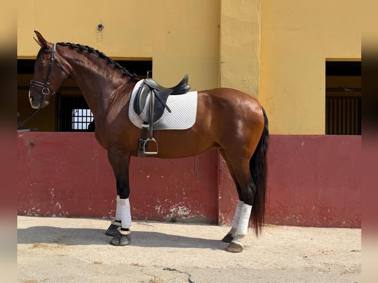 PRE Mix Mare 13 years 16 hh Brown in Terrassa