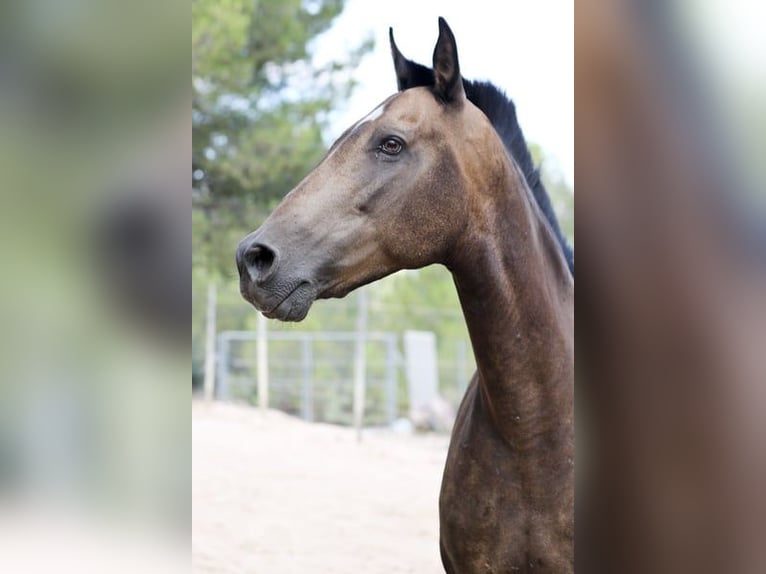 PRE Mix Mare 13 years 16 hh Buckskin in Alcoi/Alcoy