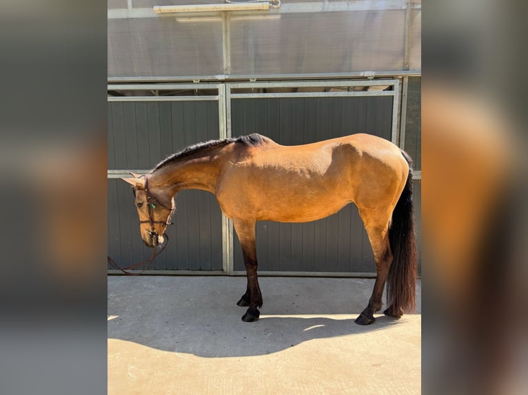 PRE Mix Mare 13 years 16 hh Dun in Santa Susanna