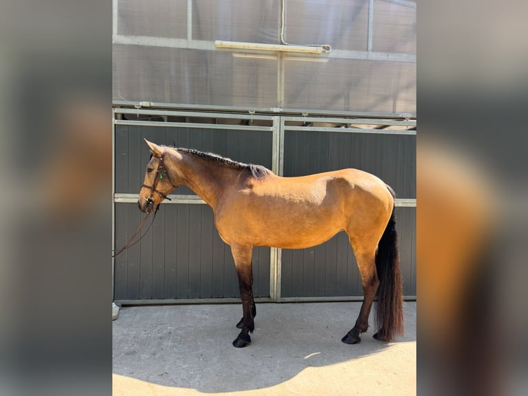 PRE Mix Mare 13 years 16 hh Dun in Santa Susanna