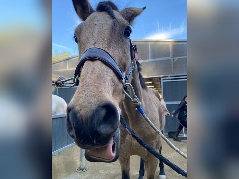 PRE Mix Mare 13 years 16 hh Dun in Santa Susanna