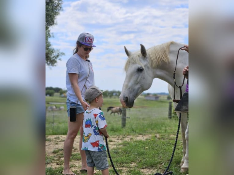 PRE Mix Mare 13 years 16 hh Gray-Dapple in Martfeld