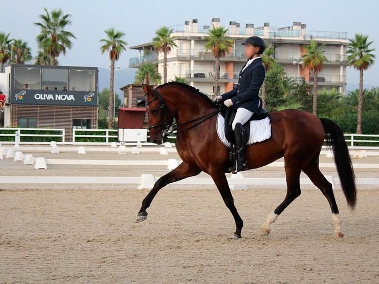 PRE Mix Mare 13 years 16,2 hh Brown in Seeheim-Jugenheim