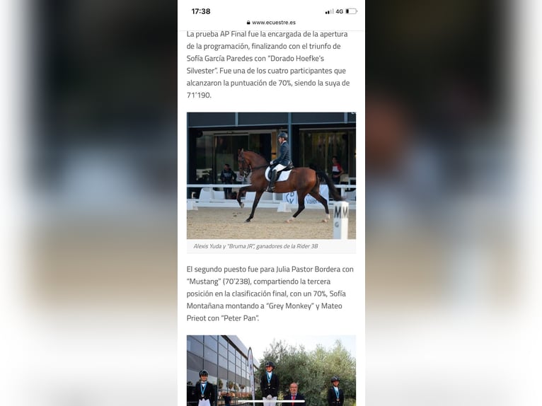 PRE Mix Mare 13 years 16,2 hh Brown in Seeheim-Jugenheim