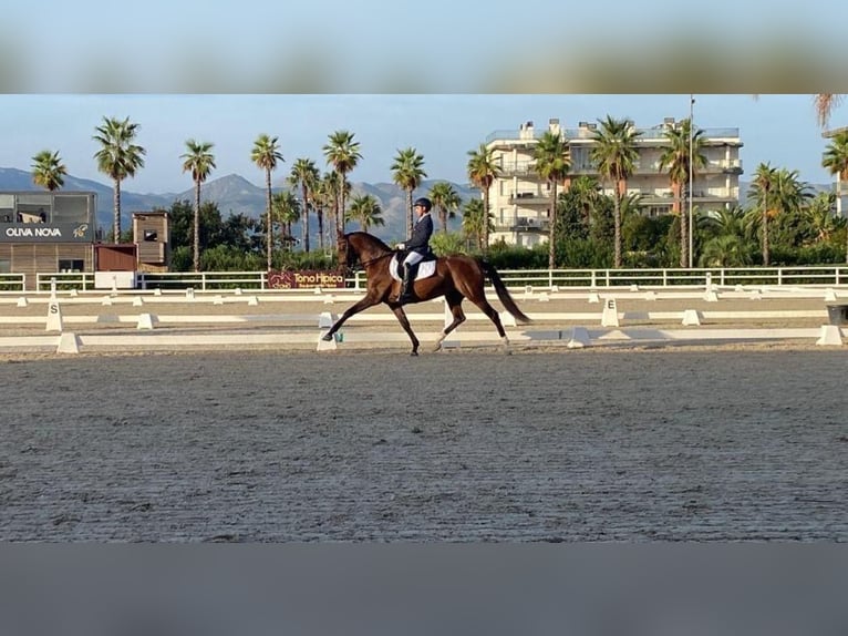 PRE Mix Mare 13 years 16,2 hh Brown in Seeheim-Jugenheim