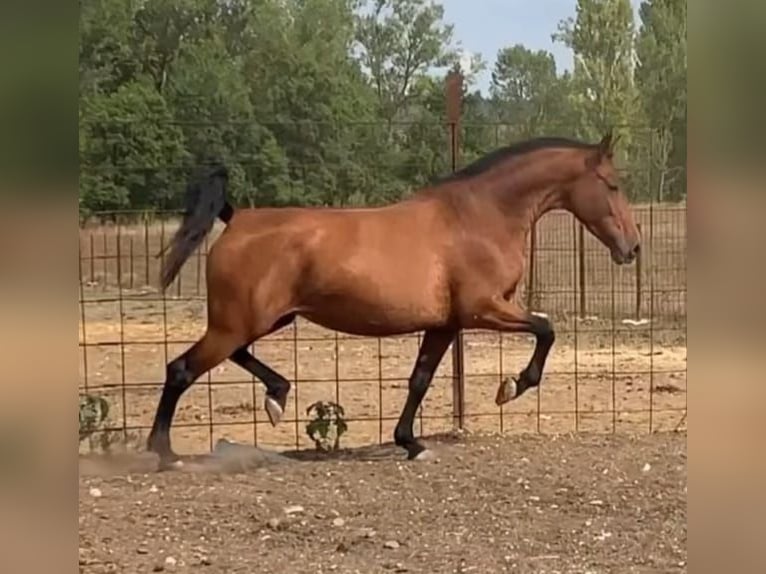 PRE Mare 13 years Bay in Navarra