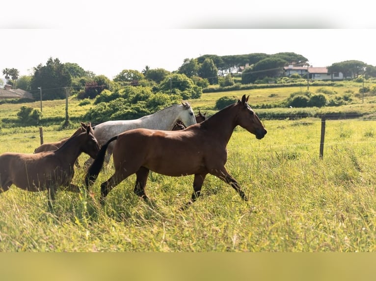 PRE Mix Mare 13 years Brown in Getxo