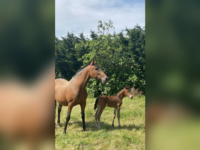 PRE Mix Mare 13 years Brown in Getxo