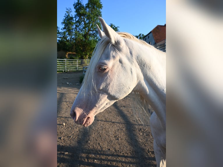 PRE Mare 13 years Perlino in Klettgau