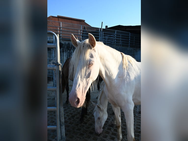 PRE Mare 13 years Perlino in Klettgau