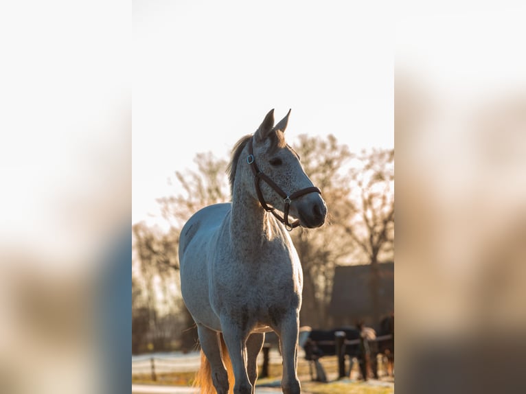 PRE Mix Mare 14 years 14,2 hh Gray-Fleabitten in Enschede