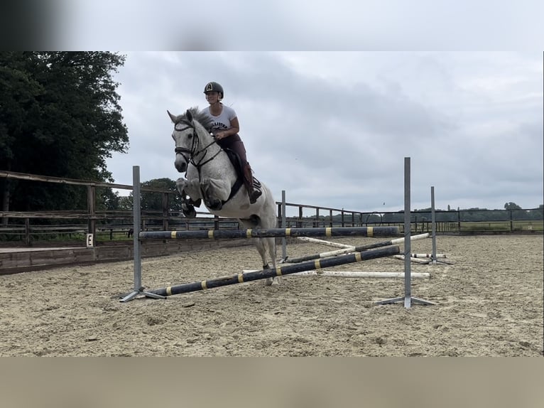 PRE Mix Mare 14 years 14,2 hh Gray-Fleabitten in Enschede