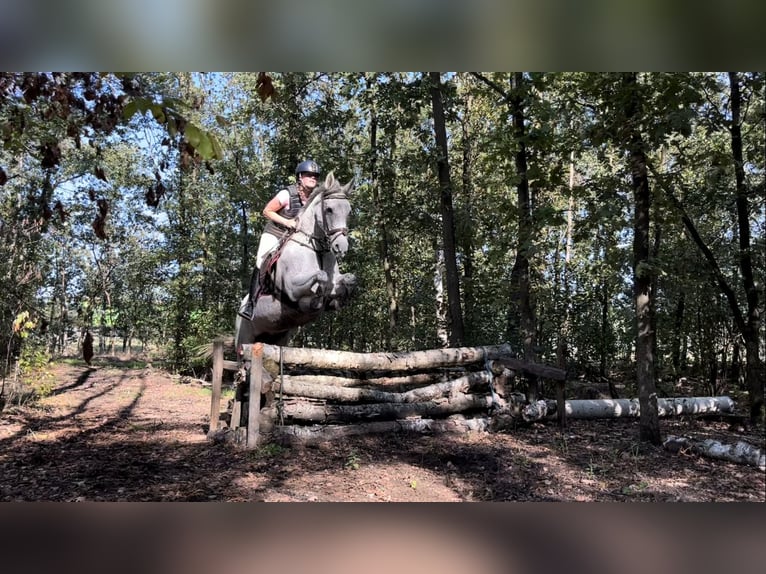 PRE Mix Mare 14 years 14,2 hh Gray-Fleabitten in Enschede