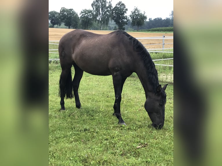 PRE Mare 14 years 14,3 hh Black in Kammeltal