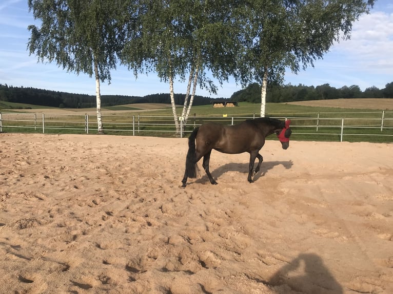 PRE Mare 14 years 14,3 hh Black in Kammeltal