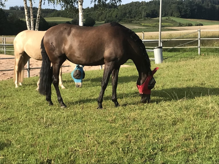 PRE Mare 14 years 14,3 hh Black in Kammeltal