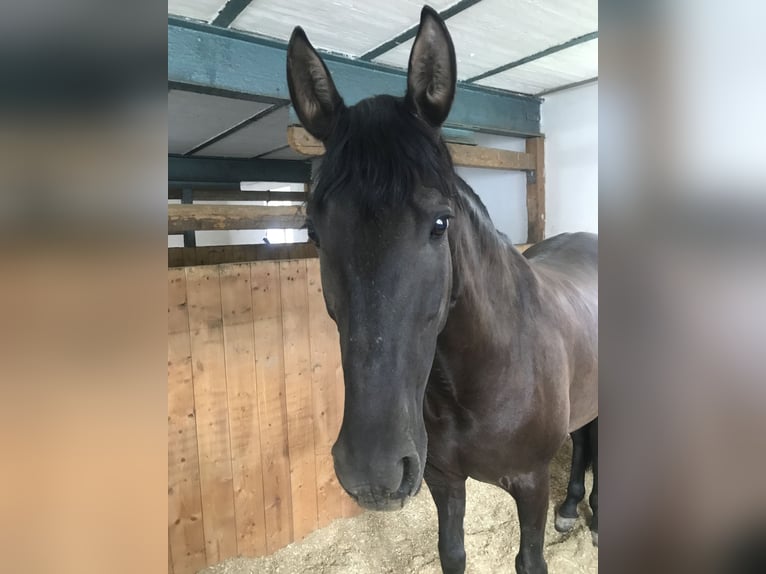 PRE Mare 14 years 14,3 hh Black in Kammeltal