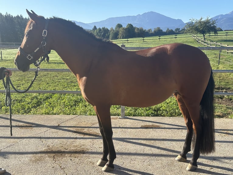 PRE Mare 14 years 14.3 hh Brown in Grabenstätt