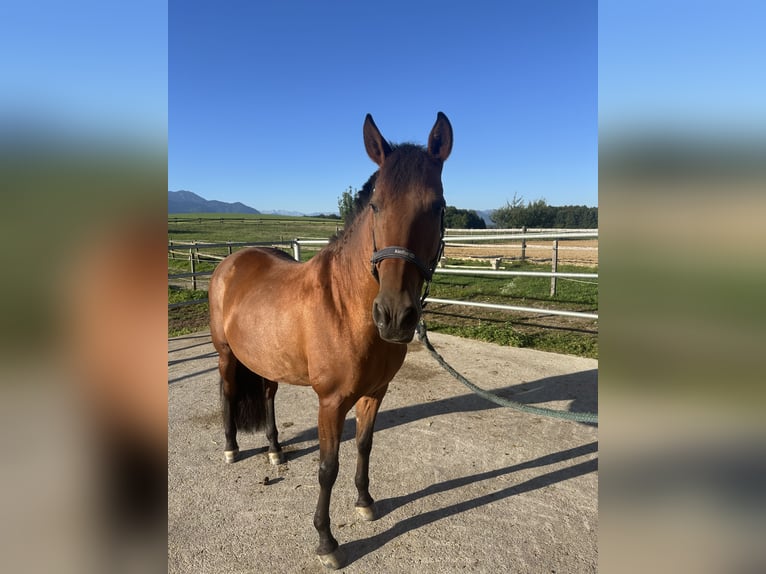 PRE Mare 14 years 14.3 hh Brown in Grabenstätt