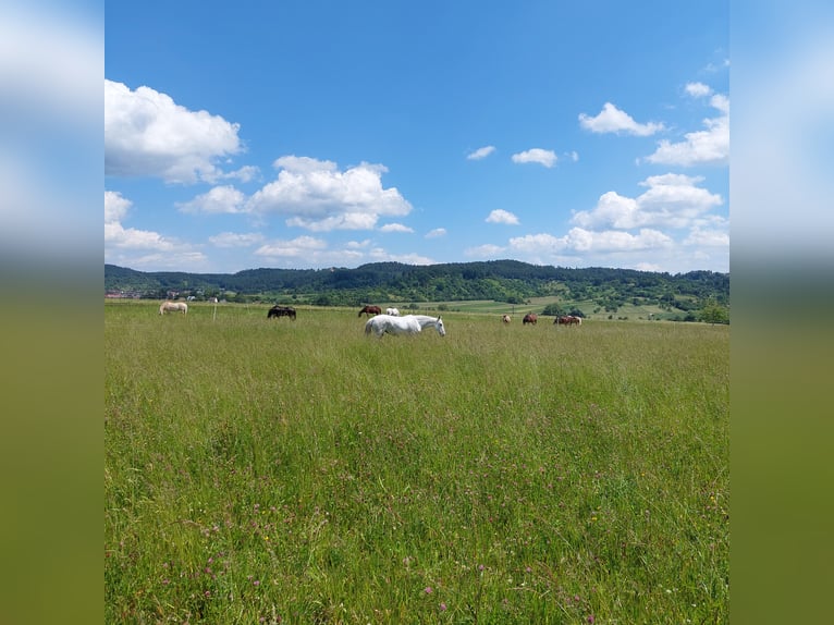 PRE Mare 14 years 15,1 hh Gray-Dapple in Ammerbuch