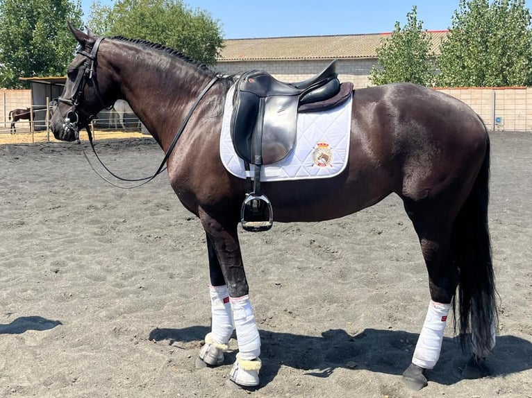 PRE Mix Mare 14 years 15.2 hh Black in Navas Del Madroño