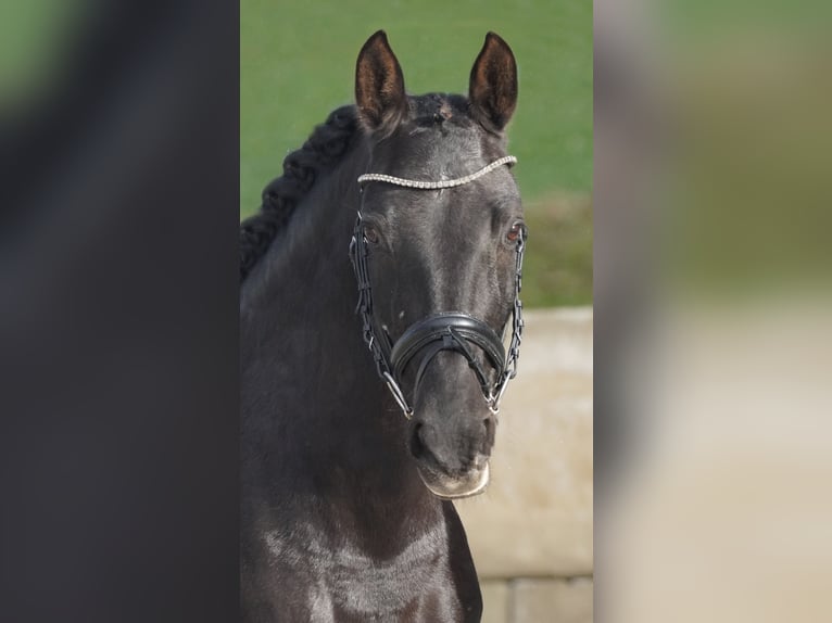 PRE Mix Mare 14 years 15,2 hh Black in Nettersheim