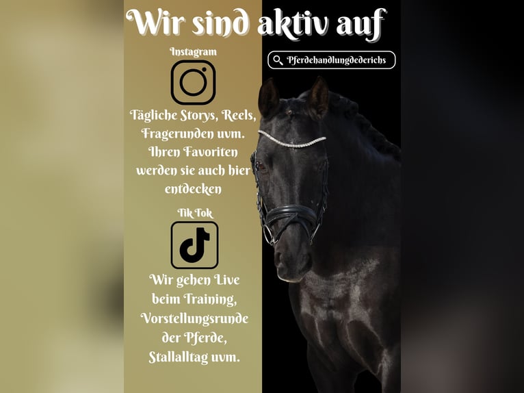 PRE Mix Mare 14 years 15,2 hh Black in Nettersheim