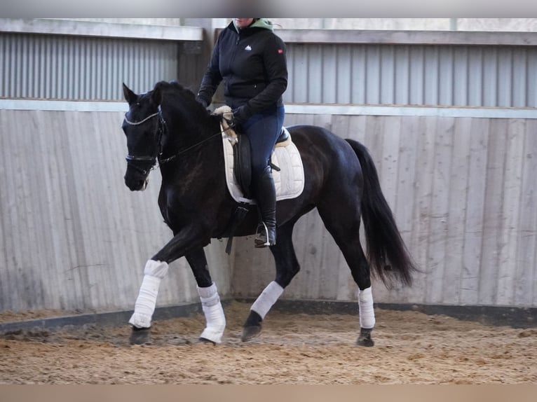 PRE Mix Mare 14 years 15,2 hh Black in Nettersheim