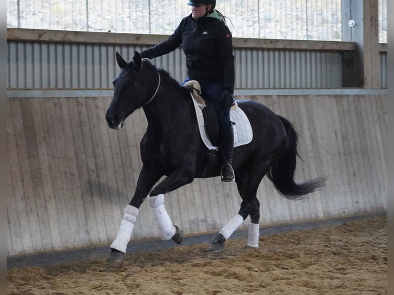 PRE Mix Mare 14 years 15,2 hh Black in Nettersheim