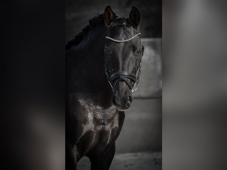 PRE Mix Mare 14 years 15,2 hh Black in Nettersheim