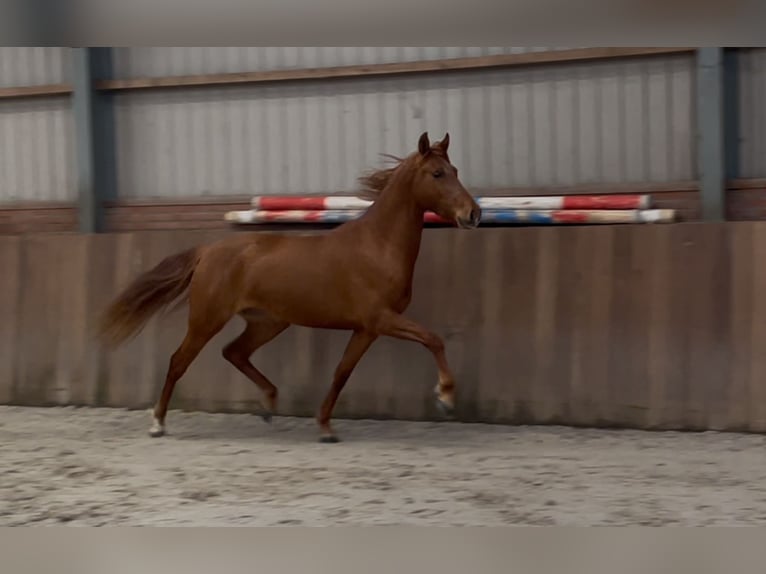 PRE Mix Mare 14 years 15 hh Chestnut-Red in Zieuwent