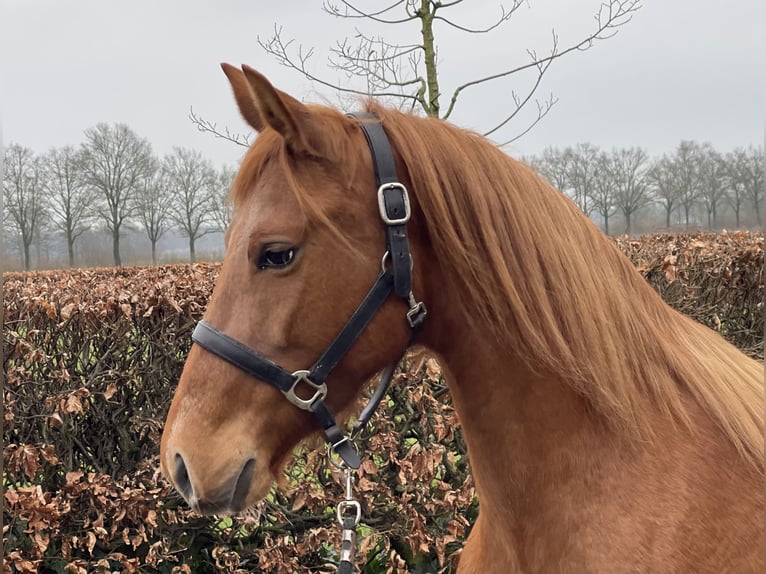 PRE Mix Mare 14 years 15 hh Chestnut-Red in Zieuwent