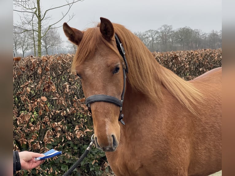 PRE Mix Mare 14 years 15 hh Chestnut-Red in Zieuwent