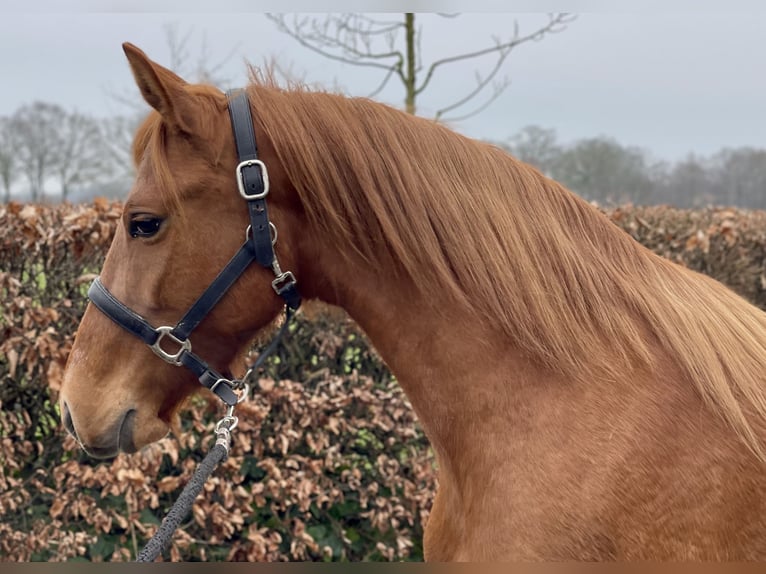 PRE Mix Mare 14 years 15 hh Chestnut-Red in Zieuwent