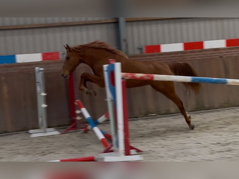 PRE Mix Mare 14 years 15 hh Chestnut-Red in Zieuwent