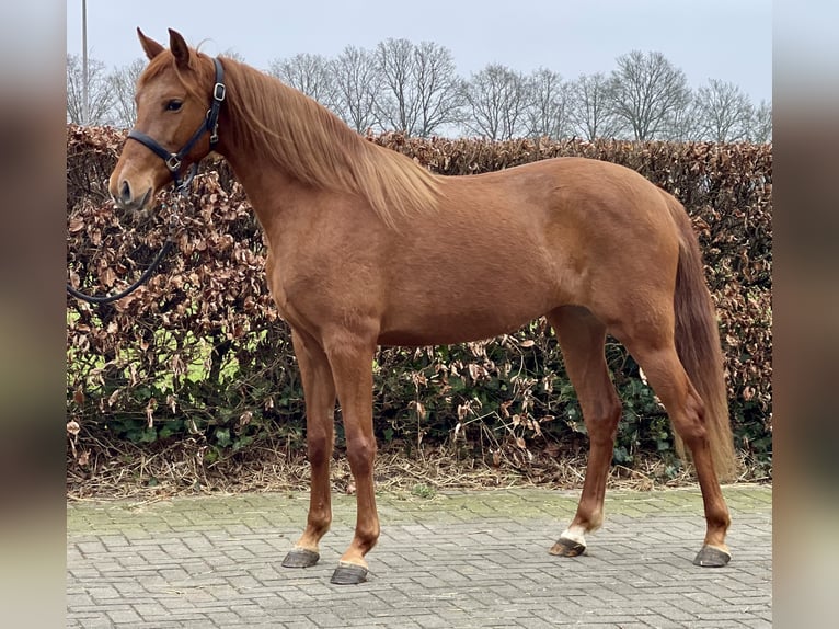 PRE Mix Mare 14 years 15 hh Chestnut-Red in Zieuwent