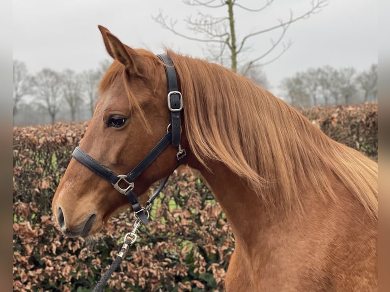 PRE Mix Mare 14 years 15 hh Chestnut-Red in Zieuwent