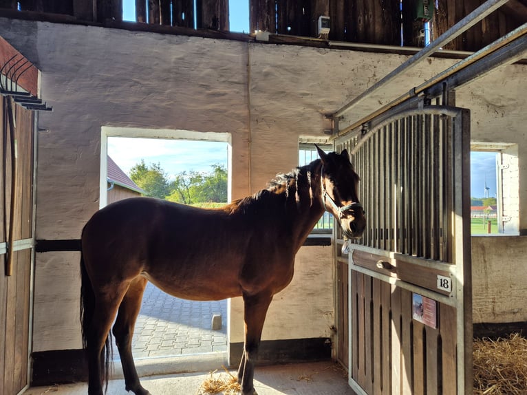 PRE Mix Mare 14 years 15,2 hh Bay-Dark in Coesfeld