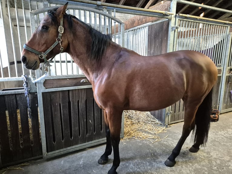 PRE Mix Mare 14 years 15,2 hh Bay-Dark in Coesfeld
